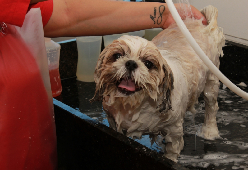 Banho e Tosa de Cachorro Preço Bairro Boa Vista - Banho e Tosa