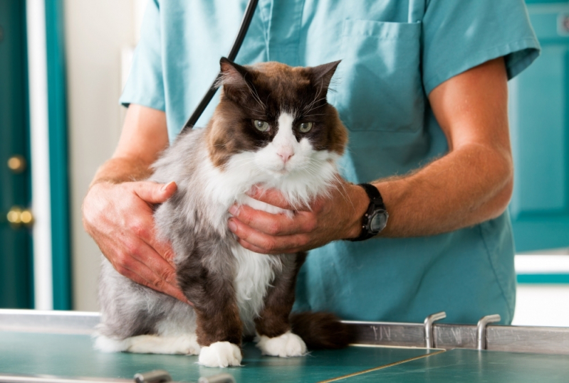 Centro Veterinário Cão e Gato Taquaral - Centro Veterinário para Animais Doentes