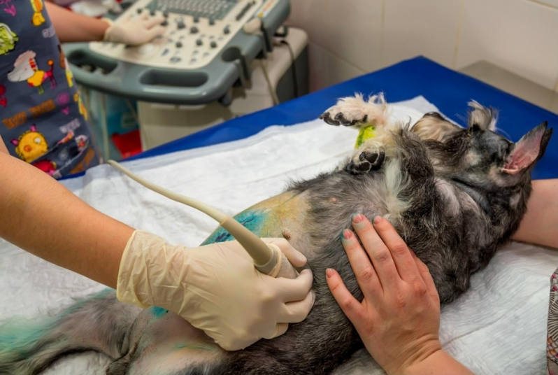 Centro Veterinário para Animais Doentes Encontrar Hortolândia - Centro Veterinário para Gatos