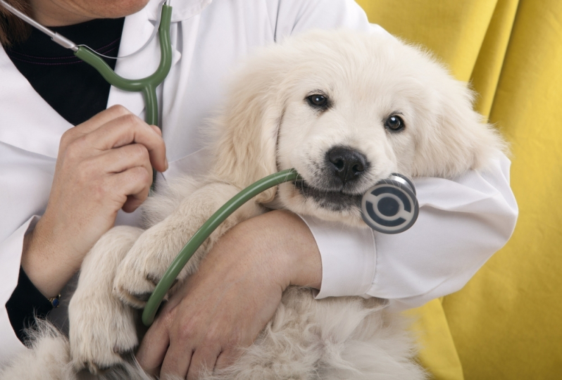 Centro Veterinário para Cães Onde Temização Parque Via Norte - Centro Veterinário para Gatos