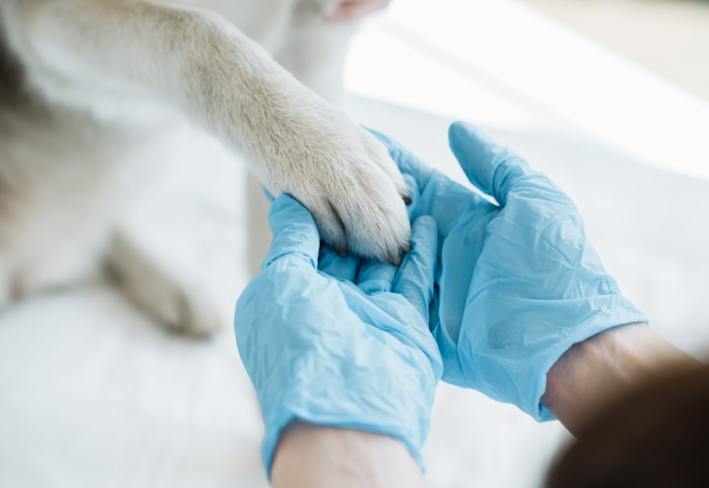 Local com Centro Veterinário para Cães Jardim Londres - Centro Veterinário para Gatos