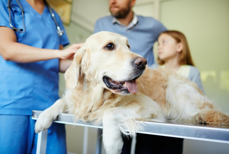 Onde Encontrar Centro Veterinário para Animais Doentes Jardim Paulicéia - Centro Veterinário para Cachorro