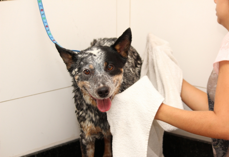 Onde Encontro Banho e Tosa Mais Próximo Nova Campinas - Banho e Tosa Gato Persa