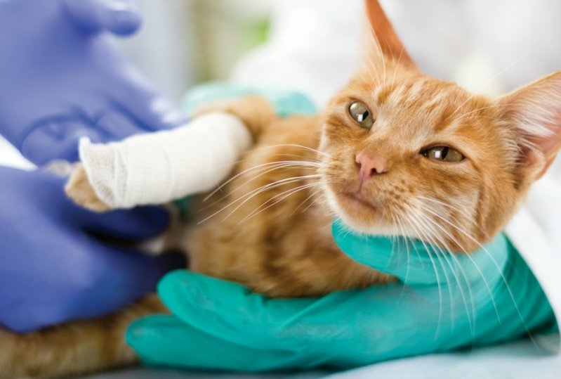 Onde Tem Centro Veterinário para Gatos Castelo - Centro Veterinário para Animais Doentes