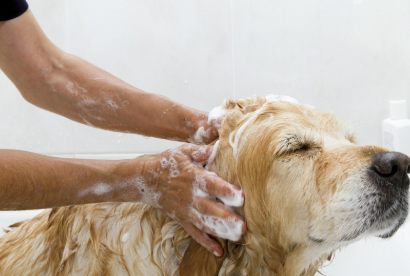 Quanto Custa Banho e Tosa de Cachorro Jardim Aparecida - Banho e Tosa de Animais