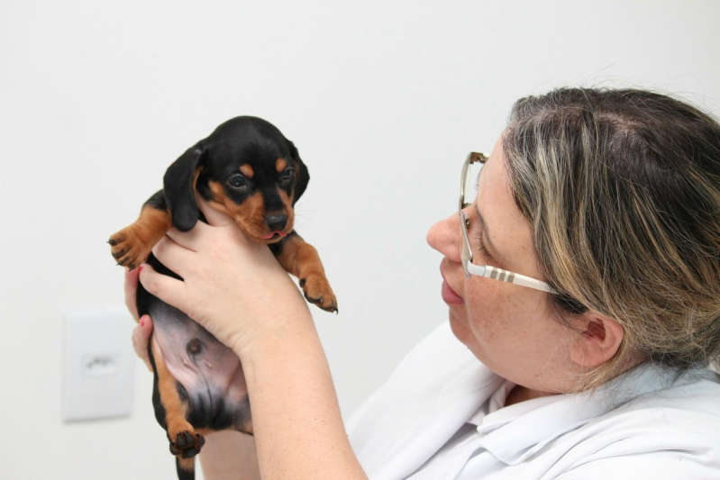Serviço de Banho e Tosa e Veterinária Botafogo - Banho e Tosa em Cachorro