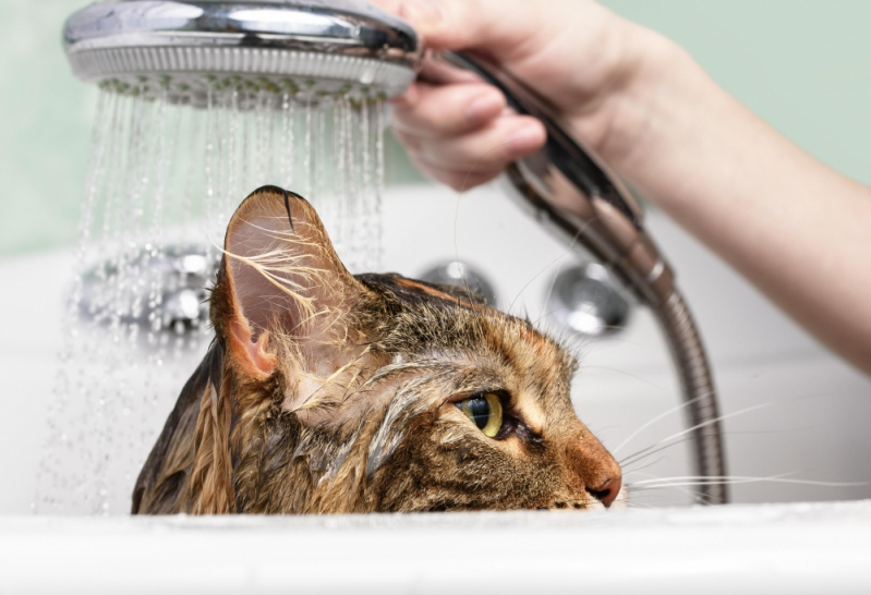 Serviço de Banho e Tosa em Cachorro Bairro Nova Aparecida - Banho e Tosa em Gatos