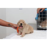 castração de cachorro preço Marechal Rondon