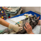 castração de gato Vila Aurocan