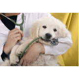 centro veterinário para cães onde temização Campinas