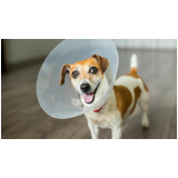 centro veterinário para cães pequenos Nova Campinas