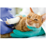 centro veterinário para gatos