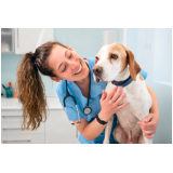 check-up veterinário em cachorro valores Jardim García
