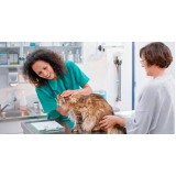 check-up veterinário para gatos valores Jardim Bandeirantes