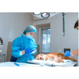 cirurgia animal marcar Taquaral