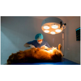 cirurgia em animais de pequeno porte Guanabara