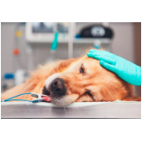 cirurgia ortopédica em cachorro Castelo