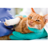 cirurgia ortopédica gato