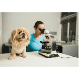 consultas veterinária para animais domésticos Castelo