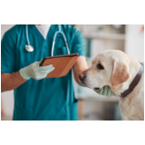 contato de clínica pet veterinária Vila Padre Anchieta