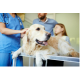 encontrar centro veterinário para cachorros de grande porte Chácara Boa Vista