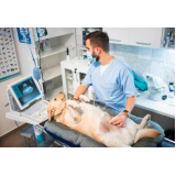 exames laboratoriais veterinários agendar Vila Itapura