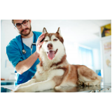 exames laboratoriais veterinários Vila Aurocan