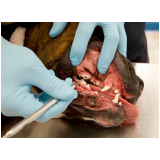 limpeza dentária canina