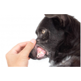 limpeza dentária canina valor Parque Santa Bárbara