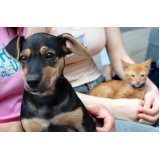 local com consulta veterinária para animais domésticos Vila Itapura
