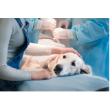 onde faz cirurgia ortopédica em cães Bairro Boa Vista