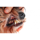 onde faz limpeza dentária canina Chácara Boa Vista