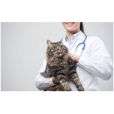 onde tem check-up veterinário para gatos Vila Industrial
