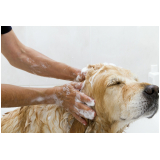 quanto custa banho e tosa em cachorro Guanabara
