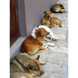 quanto custa castração de cão Vila Itapura