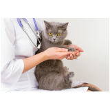 serviço veterinário de gato