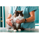 serviço veterinário para o gato