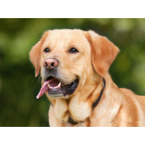 vacina para cachorro contra leishmaniose Bairro Nova Aparecida