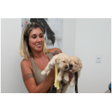 vacina para cachorro contra raiva preço Jardim Guanabara