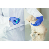 vacina para gatos Jardim Bandeirantes