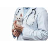 centro veterinário para gatos Nova Campinas