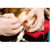 limpeza dentária canina preço Hortolândia