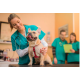 onde tem check-up veterinário em cachorro Cidade Universitária