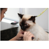 orçamento de vacina para castração de gatos Parque Santa Bárbara